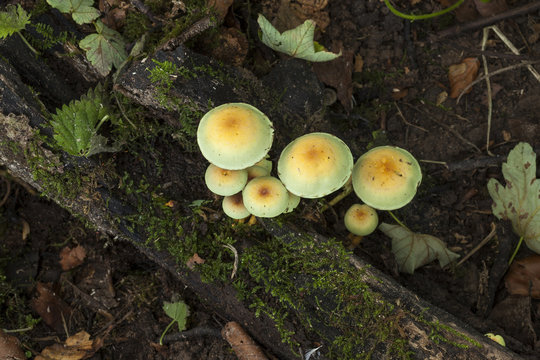 Wood Blewit  Fungi.