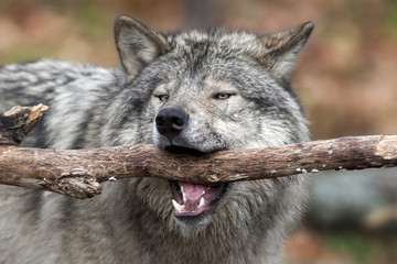 Gray Wolf whith a stick