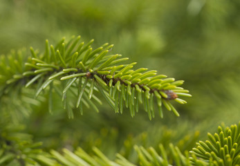 The branch of green pine tree with green background