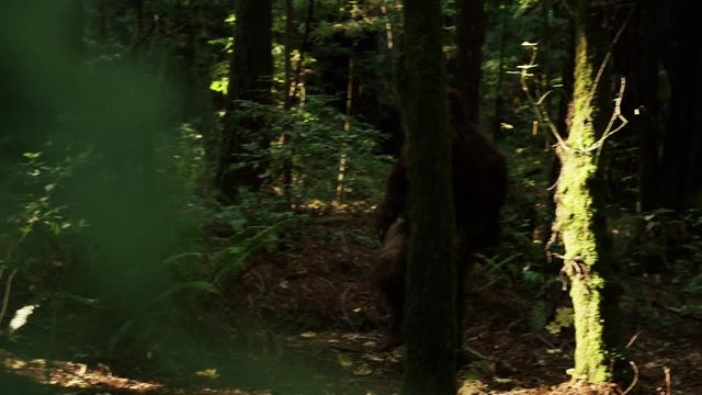 Bigfoot Wandering Through The Forest