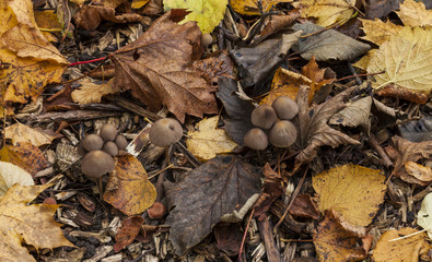 Mycena haematopus, Burgundydrop bonnet.