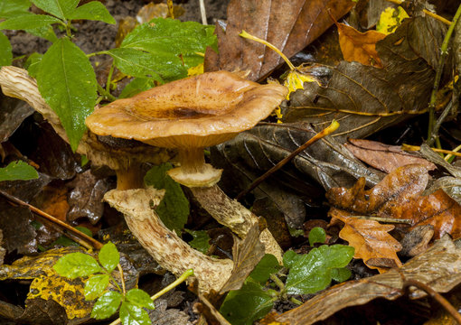 Gymnopilus penetrans, Common rustgill Fungi.