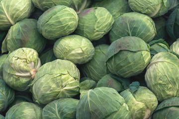 Fototapeta na wymiar Stack of fresh young organic cabbage.