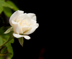 Fototapeta premium Tiny delicate rose blossom just starting to open against dark background