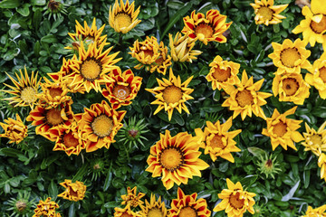 Green Morning Kamakura Kamakura City Center Food Market Japan