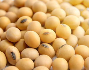 Closeup of soy beans