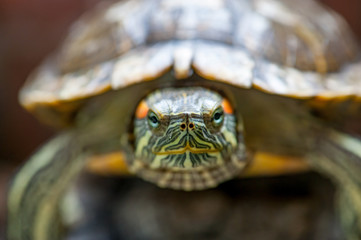 The red-eared slider turtle (Trachemys scripta elegans)