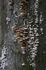 funghi e muschio