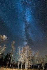 Milky Way and Aspen Grove in fall