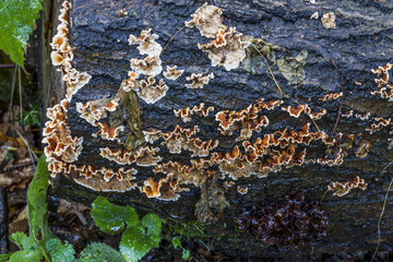 Mycena haematopus, Burgundydrop bonnet.