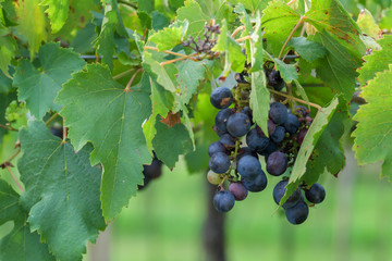 Black grape on tree.