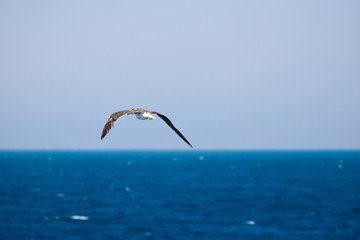 Fototapeta na wymiar Seabird flying over ocean 