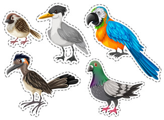 Different types of wild birds