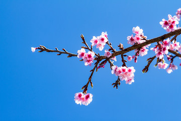 Cherry blossom background sky