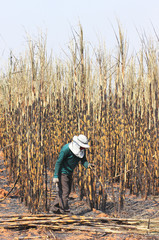 The workers are harvesting the sugarcane 