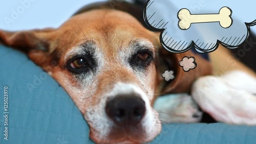 quot;Dog dreams of food. Bored and hungry pet thinking: funnyquot; Stockmaterial und lizenzfreie Videos quot;Dog dreams of food. Bored and hungry pet thinking: funnyquot; Stockmaterial und lizenzfreie Videos