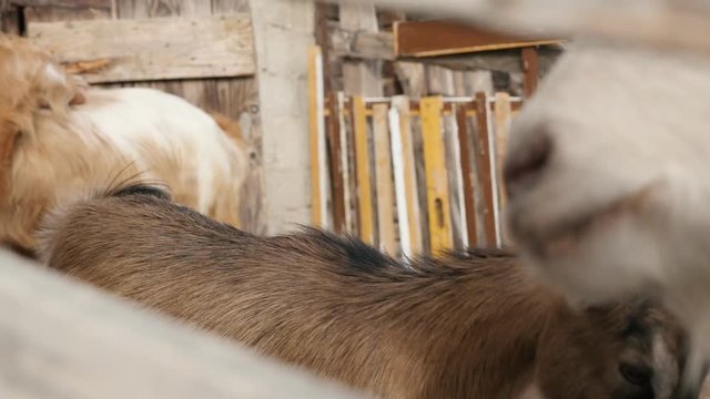 Domesticated goats in improvised stall 4K 2160p 30fps UltraHD footage - Close-up of curious look of domestic animal Capra aegagrus hircus in the barn 3840X2160 UHD video 