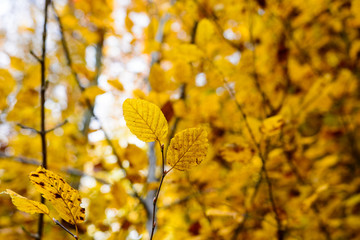 Blätter mit Farbe am Baum und Strauch 
