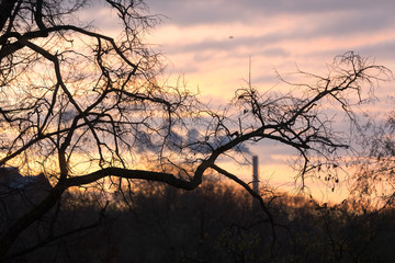 Autumn sunrise in the branches of city park
