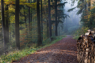 Fototapeta premium Waldweg mit Holzstoß
