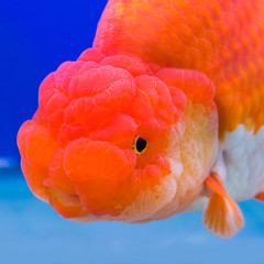 Ranchu Lion