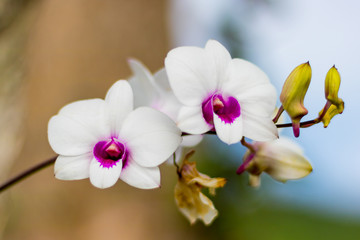 Fototapeta na wymiar Orchids are beautiful, bloom