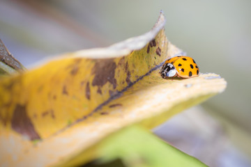 Fototapeta premium Chinese ladybug
