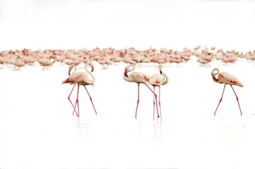 Fotobehang high key foto van kleine flamingo& 39 s op de witte achtergrond van het Nakuru-meer © alexya85