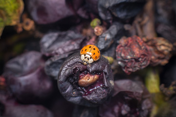 Asian ladybird in grape