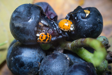 Chinese ladybug - europe invasion
