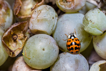 Obraz premium Asian ladybird