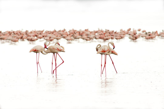 Fototapeta high key photo of Lesser flamingos on the white background of Nakuru lake with a bif group of flamingoes at the background