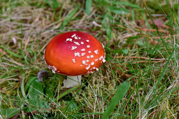 Junger Fliegenpilz - Amanita muscaria