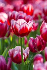Tulips flowers in the garden
