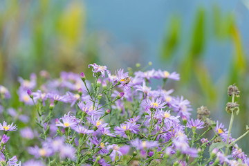 Biene auf einer Asternblüte