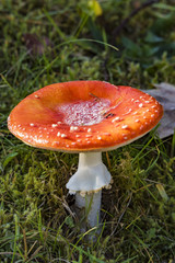 red fly agaric with ice on top standing on a green meadow at fall, low moutain range sauerland, germany