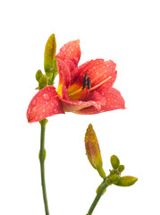 Daylily  (Hemerocallis) in the drops of dew on a white backgroun