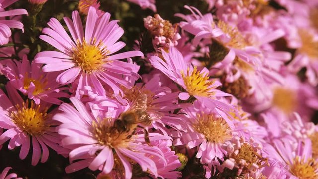 Bees collecting nectar from pink flowers in garden