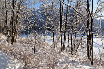 Fototapeta premium Shore of forest lake covered with snow
