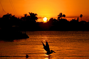 Pelican taking off at the sunset, beach