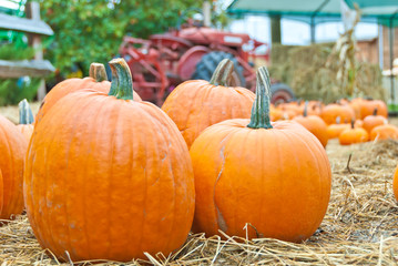 Festive holiday pumpkins for Halloween on hay. Shallow depth of field. Focus on the closest pumpkins.