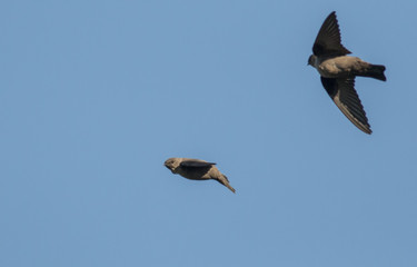 Flying Crag Martin