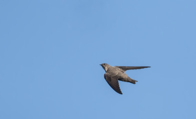 Obraz premium Flying Crag Martin