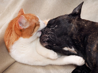 Cat and dog playing. Cat bites bulldog muzzle