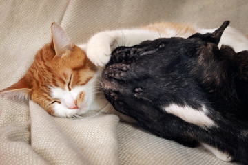Cat and dog cute lying together on a bed