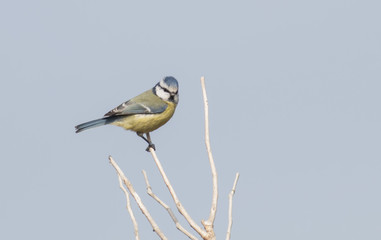 Blue Tit