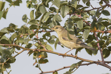 Common Chiffchaff 