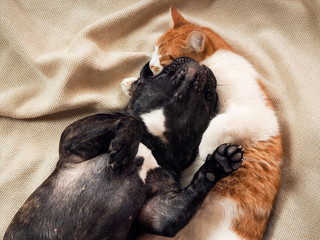 Cat and dog cute lying together on a bed
