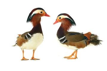 two ducks
