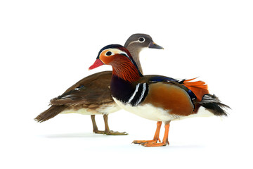 ducks